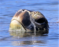 Turtles
