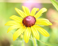 Homepage