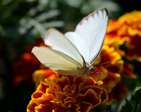 Butterflys