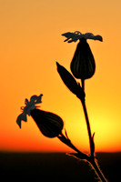 Sunscapes