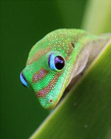 Geckos