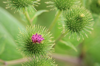 Buds